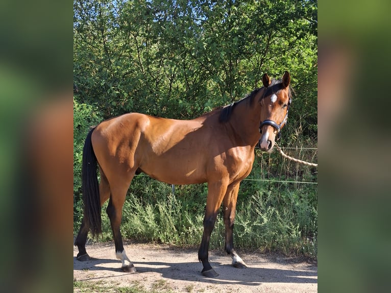 Deutsches Reitpferd Wallach 3 Jahre 172 cm Brauner in Hoyerswerda