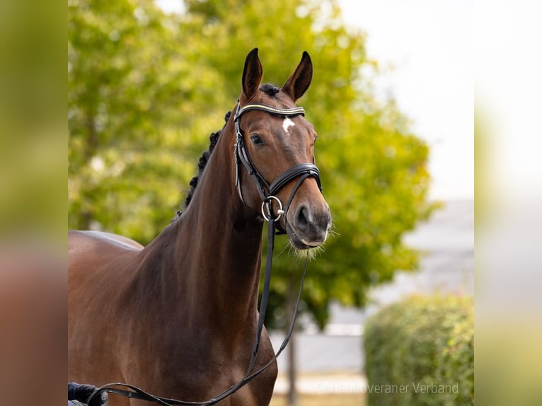 Deutsches Reitpferd Wallach 3 Jahre 172 cm Dunkelbrauner in Verden