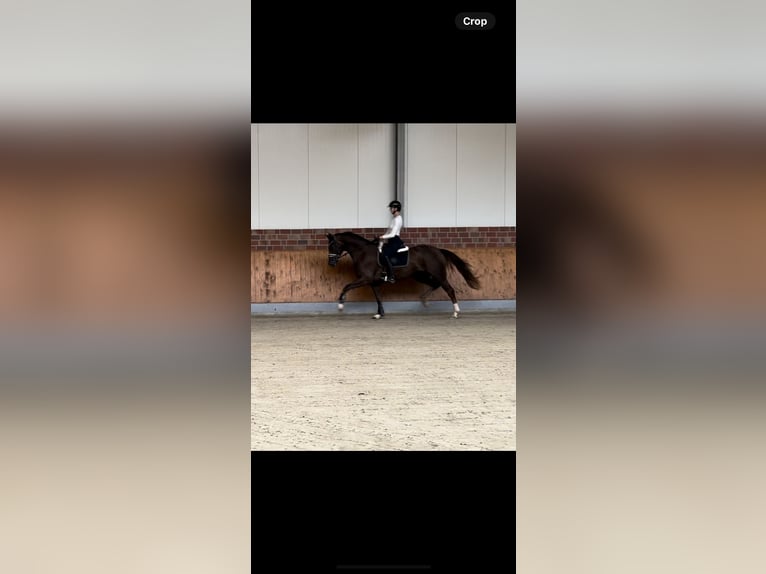 Deutsches Reitpferd Wallach 3 Jahre 172 cm Dunkelfuchs in Nottuln