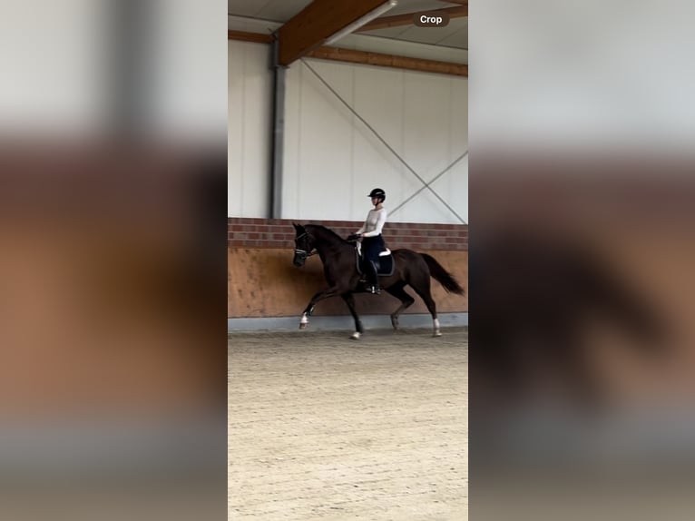 Deutsches Reitpferd Wallach 3 Jahre 172 cm Dunkelfuchs in Nottuln