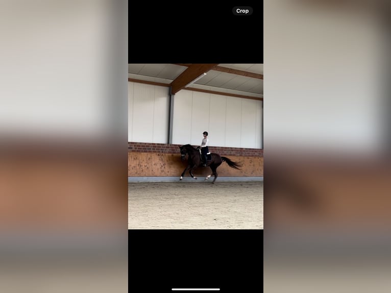 Deutsches Reitpferd Wallach 3 Jahre 172 cm Dunkelfuchs in Nottuln