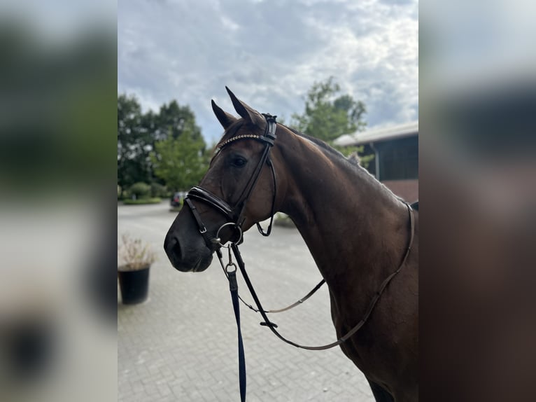 Deutsches Reitpferd Wallach 3 Jahre 172 cm Dunkelfuchs in Nottuln