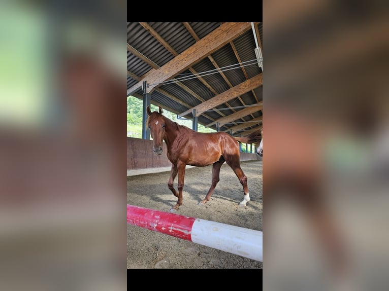 Deutsches Reitpferd Wallach 3 Jahre 176 cm Dunkelfuchs in Thun