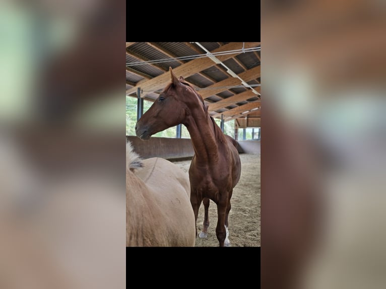 Deutsches Reitpferd Wallach 3 Jahre 176 cm Dunkelfuchs in Thun