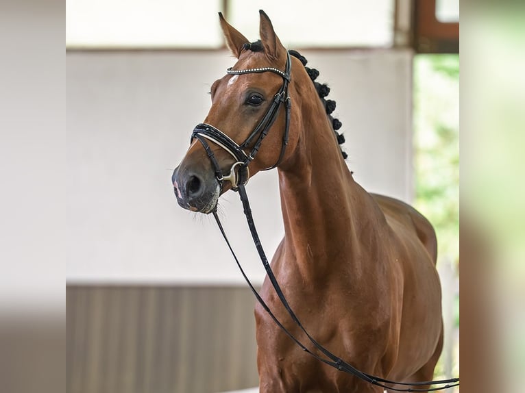 Deutsches Reitpferd Wallach 3 Jahre Brauner in Mnster-Handorf
