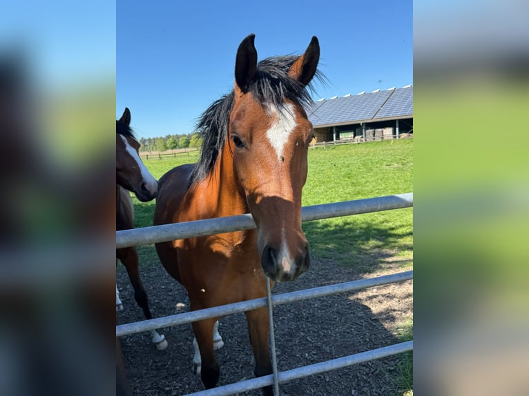 Deutsches Reitpferd Wallach 3 Jahre Brauner in Goch