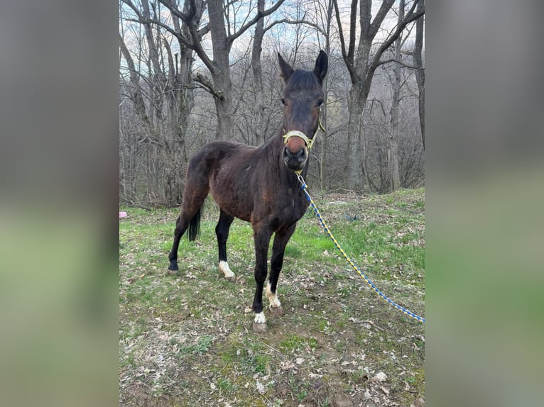 Deutsches Reitpferd Mix Wallach 4 Jahre 146 cm Dunkelbrauner in Mohu, Sibiu