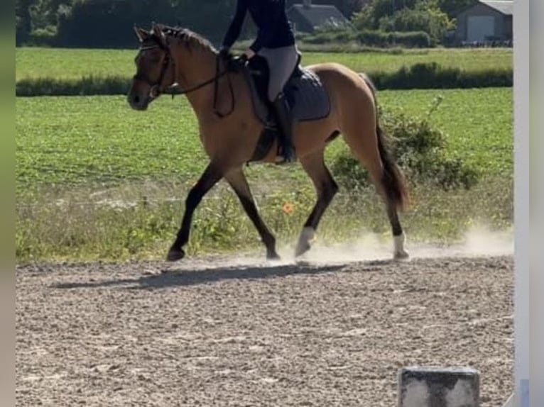 Deutsches Reitpferd Mix Wallach 4 Jahre 150 cm in Neumünster