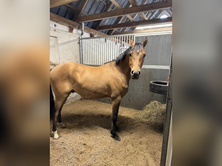 Deutsches Reitpferd Mix Wallach 4 Jahre 150 cm in Neumünster