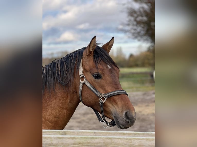 Deutsches Reitpferd Mix Wallach 4 Jahre 150 cm in Neumünster