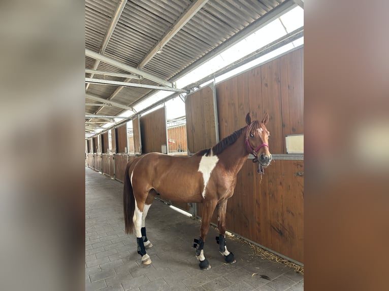 Deutsches Reitpferd Mix Wallach 4 Jahre 151 cm Tobiano-alle-Farben in Kerpen