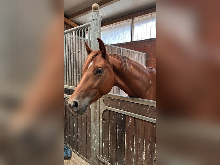 Deutsches Reitpferd Mix Wallach 4 Jahre 151 cm Tobiano-alle-Farben in Kerpen