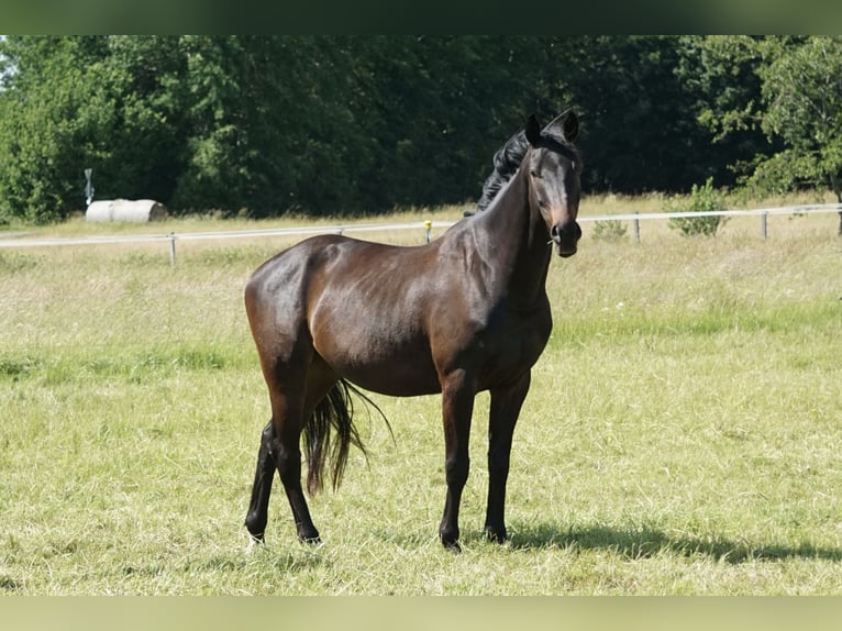 Deutsches Reitpferd Wallach 4 Jahre 158 cm Schwarzbrauner in Neudrossenfeld