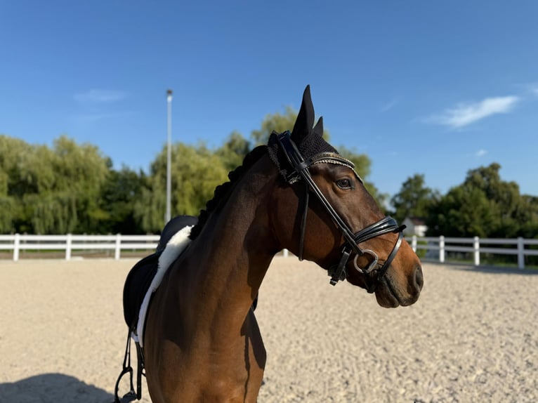 Deutsches Reitpferd Wallach 4 Jahre 160 cm Brauner in G&#xF6;ppingen