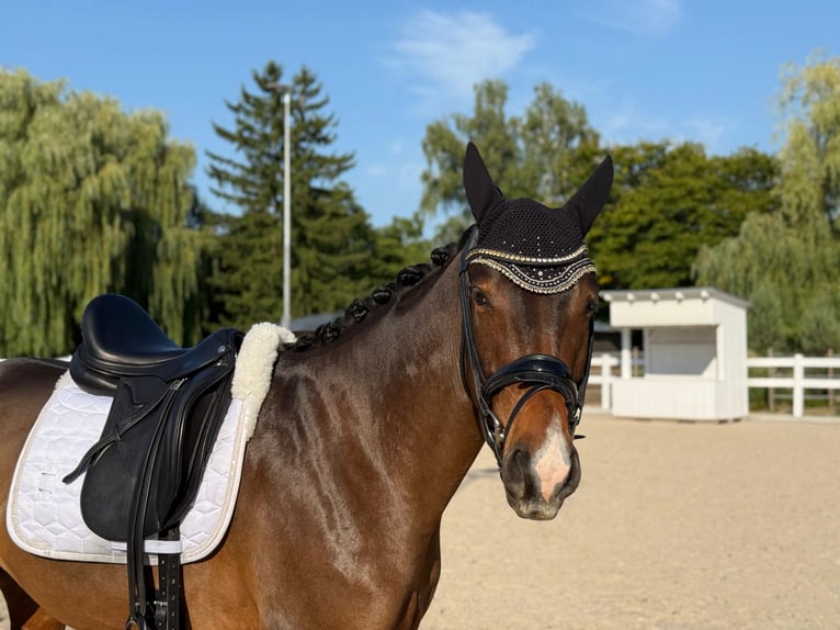 Deutsches Reitpferd Wallach 4 Jahre 160 cm Brauner in G&#xF6;ppingen