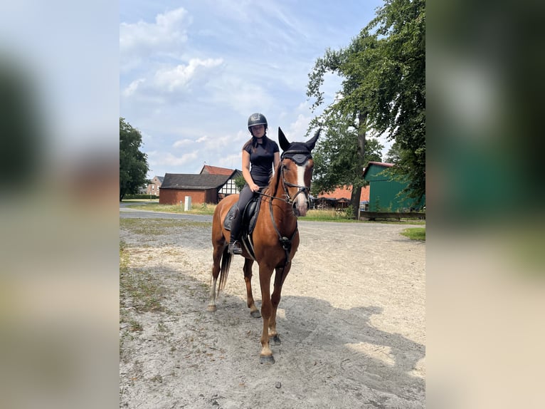 Deutsches Reitpferd Wallach 4 Jahre 160 cm Fuchs in Quernheim