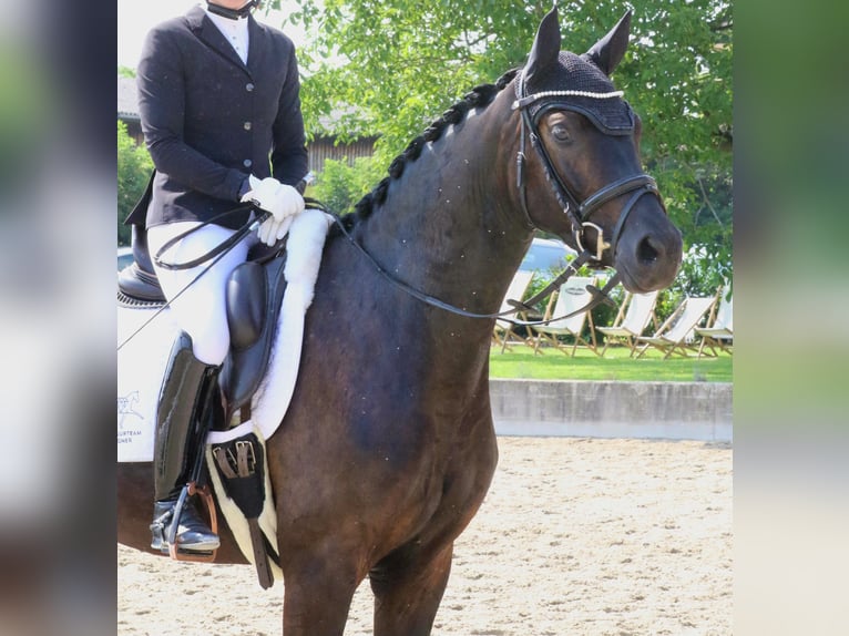 Deutsches Reitpferd Wallach 4 Jahre 161 cm Schwarzbrauner in Wolfsbach