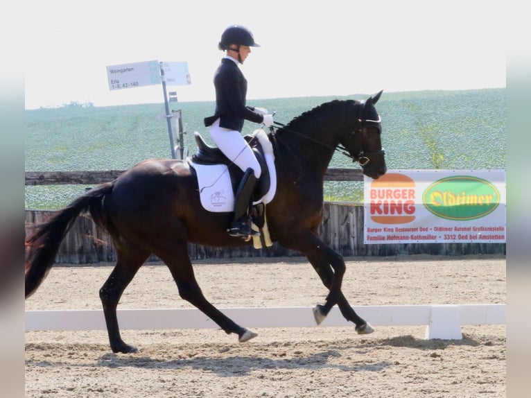 Deutsches Reitpferd Wallach 4 Jahre 161 cm Schwarzbrauner in Wolfsbach
