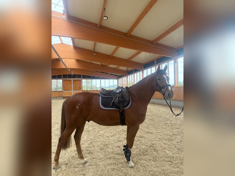 Deutsches Reitpferd Wallach 4 Jahre 162 cm Fuchs in Ingoldingen