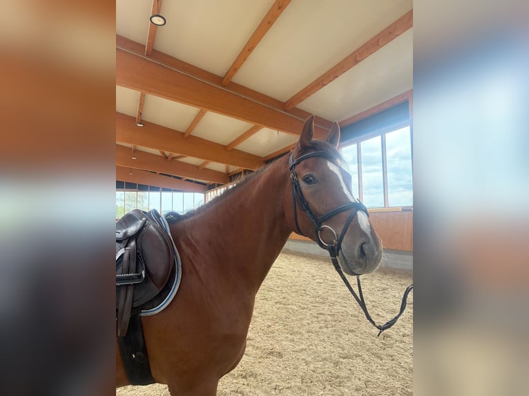 Deutsches Reitpferd Wallach 4 Jahre 162 cm Fuchs in Ingoldingen