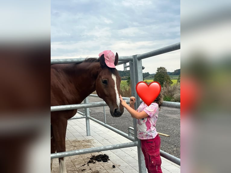 Deutsches Reitpferd Wallach 4 Jahre 162 cm Fuchs in Ingoldingen