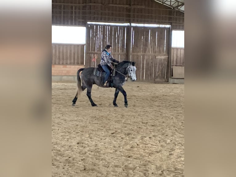 Deutsches Reitpferd Wallach 4 Jahre 162 cm Schimmel in Reutlingen