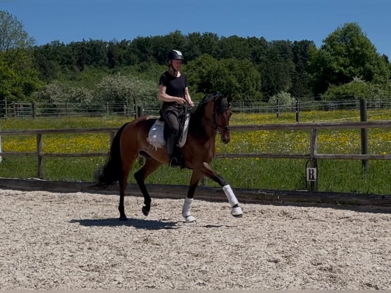 Deutsches Reitpferd Wallach 4 Jahre 163 cm Brauner in Gomadingen