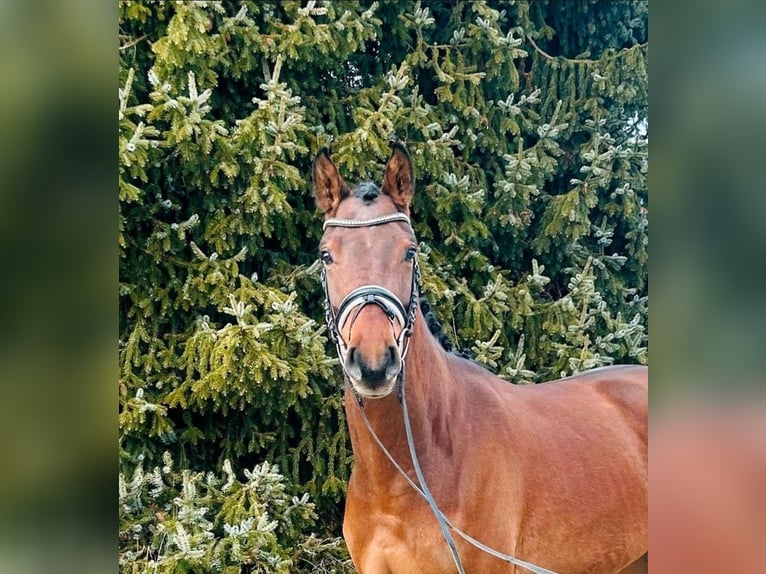 Deutsches Reitpferd Wallach 4 Jahre 163 cm Brauner in Gomadingen