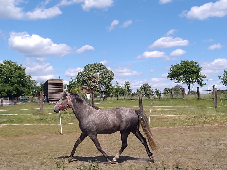 Deutsches Reitpferd Wallach 4 Jahre 164 cm Apfelschimmel in Berlin