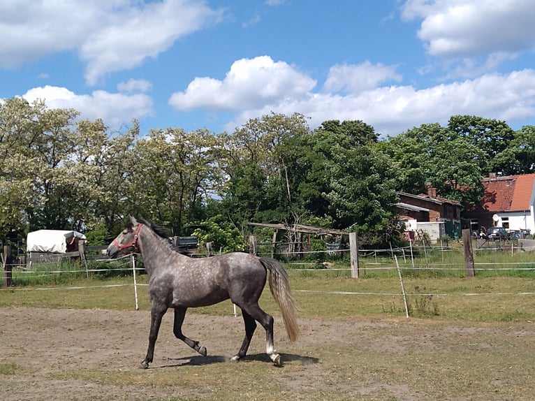 Deutsches Reitpferd Wallach 4 Jahre 164 cm Apfelschimmel in Berlin