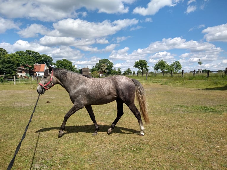 Deutsches Reitpferd Wallach 4 Jahre 164 cm Apfelschimmel in Berlin