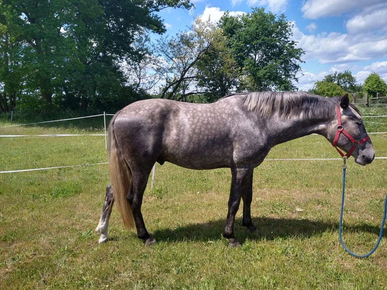 Deutsches Reitpferd Wallach 4 Jahre 164 cm Apfelschimmel in Berlin