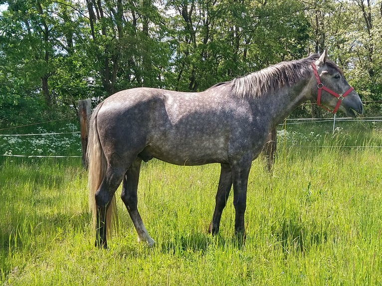 Deutsches Reitpferd Wallach 4 Jahre 164 cm Apfelschimmel in Berlin