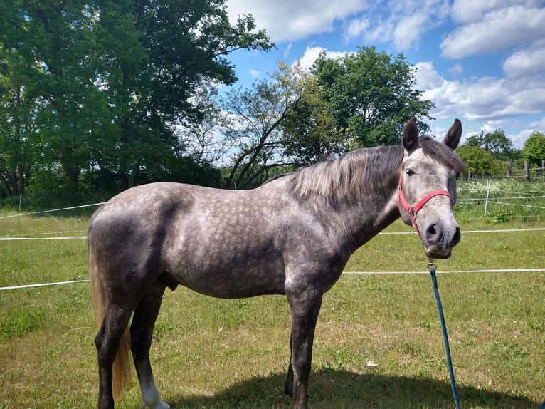 Deutsches Reitpferd Mix Wallach 4 Jahre 164 cm Apfelschimmel in Berlin