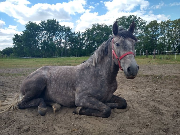 Deutsches Reitpferd Wallach 4 Jahre 164 cm Apfelschimmel in Berlin