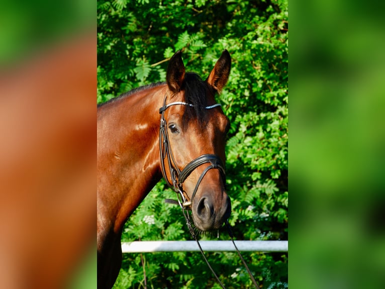 Deutsches Reitpferd Wallach 4 Jahre 164 cm Brauner in Schieder-Schwalenberg