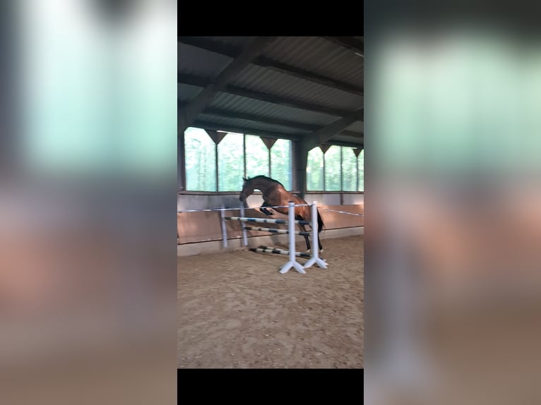 Deutsches Reitpferd Wallach 4 Jahre 164 cm Brauner in Schieder-Schwalenberg