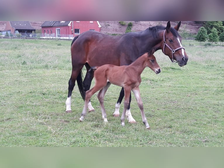 Deutsches Reitpferd Wallach 4 Jahre 164 cm Brauner in Schieder-Schwalenberg