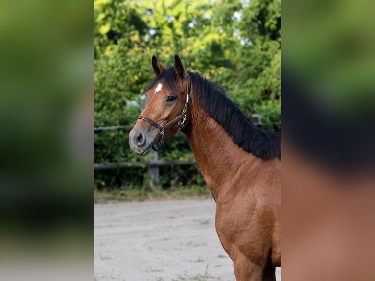 Deutsches Reitpferd Wallach 4 Jahre 164 cm Brauner in Olfen