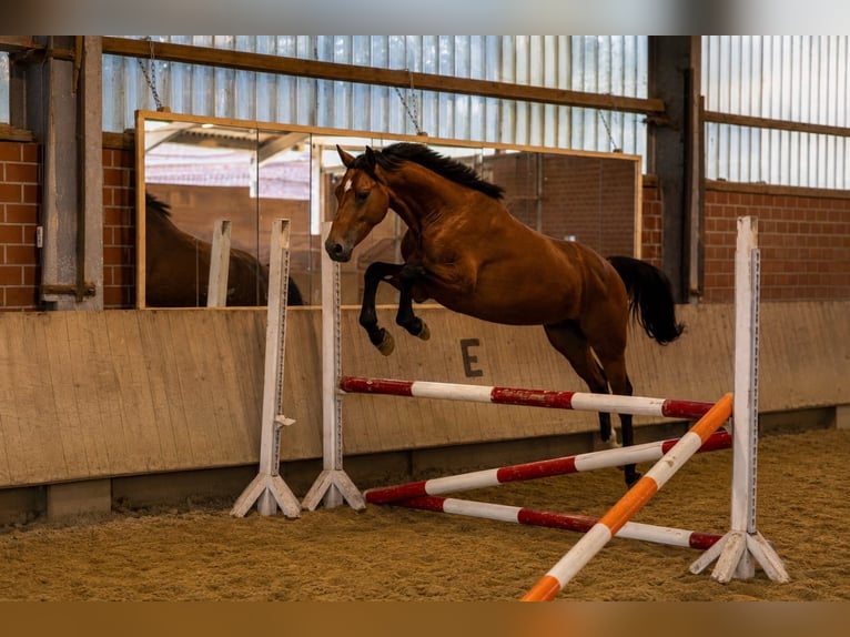 Deutsches Reitpferd Wallach 4 Jahre 164 cm Brauner in Olfen