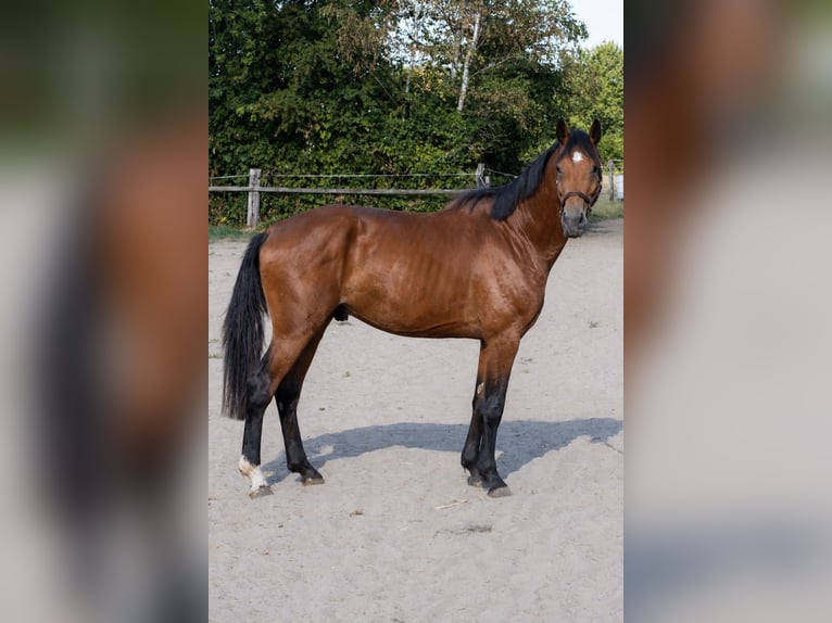 Deutsches Reitpferd Wallach 4 Jahre 164 cm Brauner in Olfen