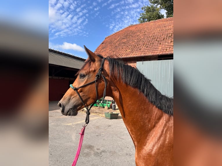 Deutsches Reitpferd Wallach 4 Jahre 164 cm Brauner in Olfen