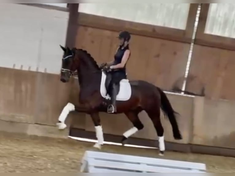 Deutsches Reitpferd Wallach 4 Jahre 165 cm Brauner in Bielefeld