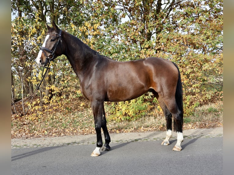 Deutsches Reitpferd Wallach 4 Jahre 165 cm Brauner in Isterberg