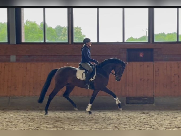 Deutsches Reitpferd Wallach 4 Jahre 165 cm Dunkelbrauner in Havixbeck
