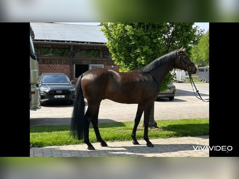 Deutsches Reitpferd Wallach 4 Jahre 165 cm Dunkelbrauner in Havixbeck
