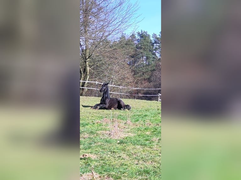 Deutsches Reitpferd Wallach 4 Jahre 165 cm Rappe in Pulheim