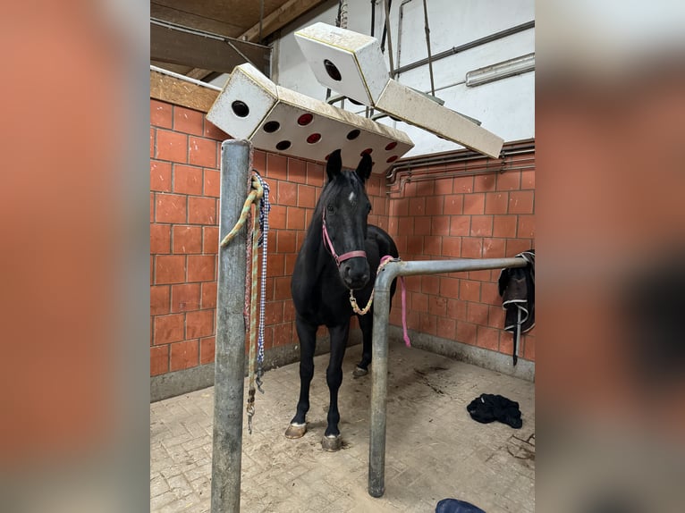 Deutsches Reitpferd Wallach 4 Jahre 165 cm Rappe in Pulheim