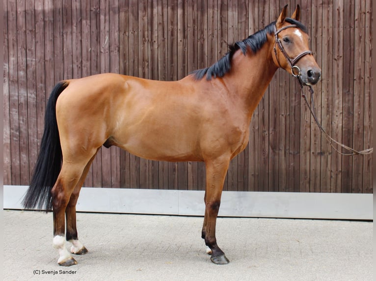 Deutsches Reitpferd Wallach 4 Jahre 166 cm Brauner in Datteln