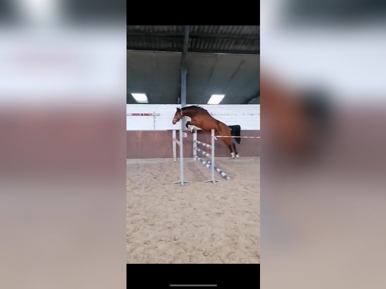 Deutsches Reitpferd Wallach 4 Jahre 166 cm Brauner in Datteln